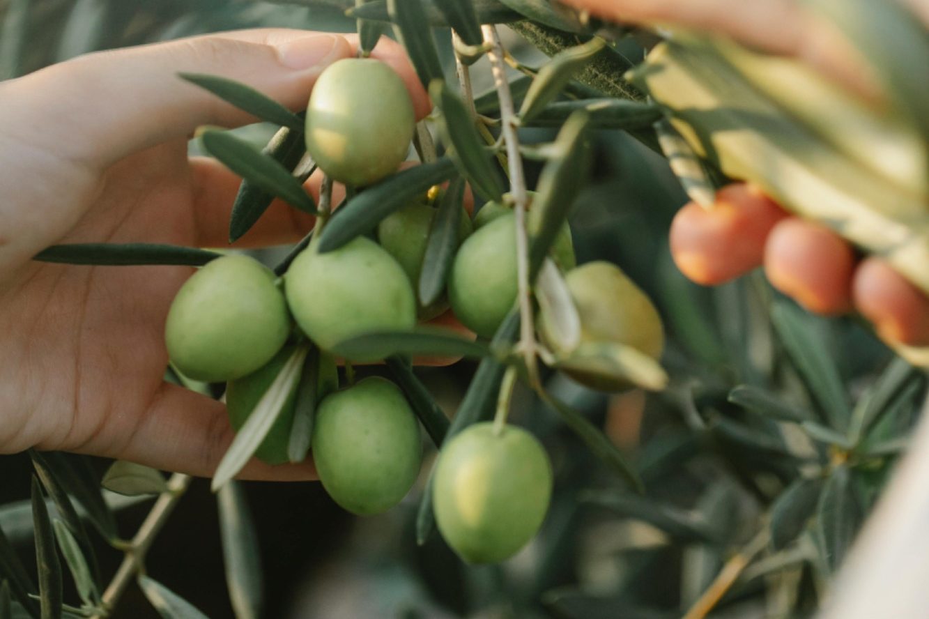 authentieke extra vierge olijfolie authentieke extra vierge olijfolie