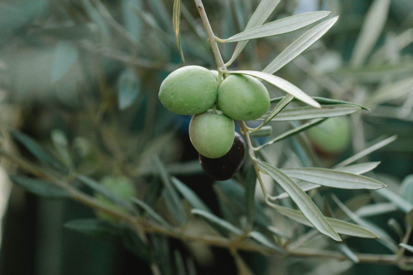 extra vierge olijfolie Spanje extra vierge olijfolie Spanje